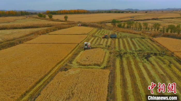 圖為科右中旗杜爾基鎮(zhèn)雙金嘎查的萬(wàn)畝水稻田進(jìn)入集中收割期?！≮w殿威 攝