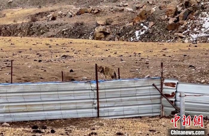 圖為闖入村民家中的野狼?！∨d?？h公安局溫泉派出所供圖