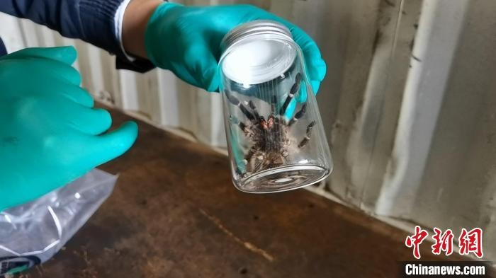 張家港海關(guān)工作人員截獲捕鳥蛛?！⊥踅〕?攝