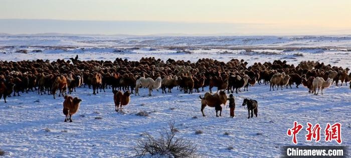 進入冬季，駱駝在戈壁灘上散養(yǎng)。　郭靜琨 攝