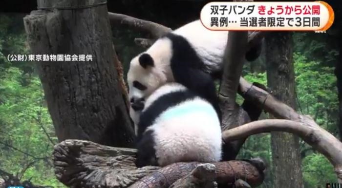 12日，日本東京上野動(dòng)物園的旅日雙胞胎熊貓開始同游客見面。(圖片來源：日本富士電視臺(tái)視頻截圖)