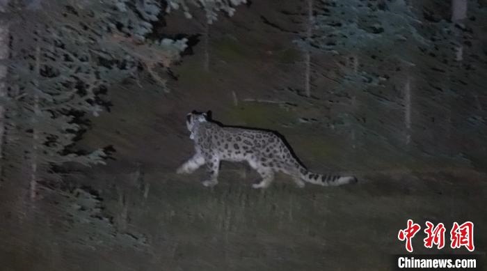 圖為被放歸自然的雪豹(資料圖)?！?nèi)蒙古林草局供圖。
