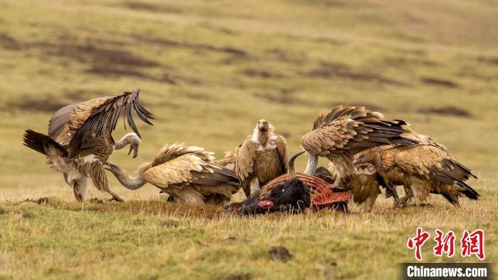 圖為作品《聚會》?！℃夭疾夭爬?攝