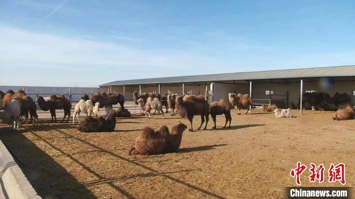 圖為額濟(jì)納旗駝奶產(chǎn)業(yè)基地?！⊥蹰L(zhǎng)梅 攝