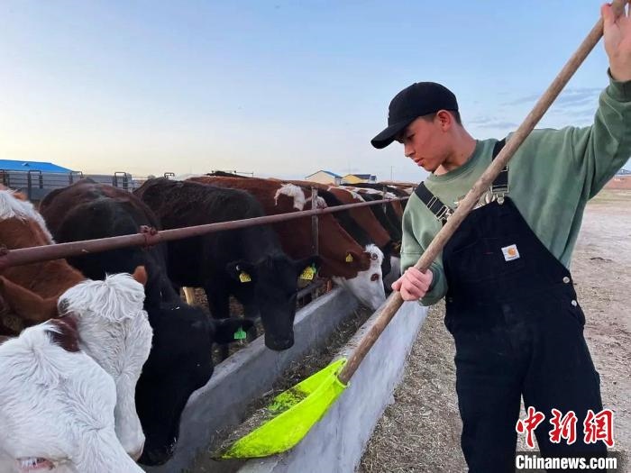 圖為敖木希勒在喂牛?！“侥鞠＠展﹫D