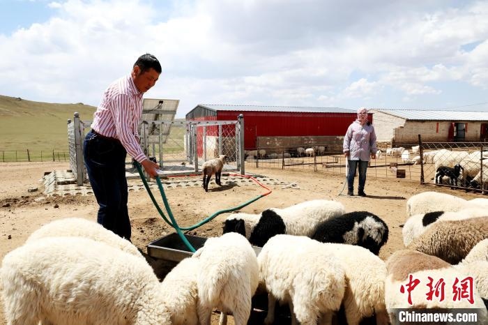 圖為圖門達(dá)來(lái)在喂羊?！埵鹧?攝