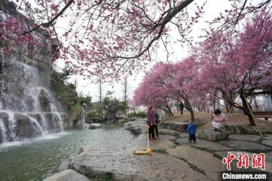 2月23日，市民在乾藝梅園景區(qū)觀賞綻放的梅花。陳興輝 攝