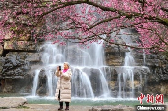 2月23日，市民在乾藝梅園景區(qū)拍攝綻放的梅花。瞿宏倫 攝