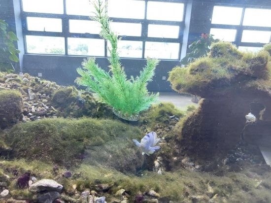 圖為寶鋼湛江鋼鐵水控中心，觀賞海魚在鋼渣漁礁里游動(dòng)