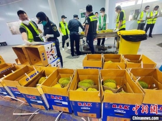 圖為海關(guān)關(guān)員對進(jìn)口榴蓮進(jìn)行查驗。黃艷梅 攝