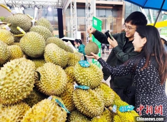 圖為廣西南寧市民在選購榴蓮。黃艷梅 攝