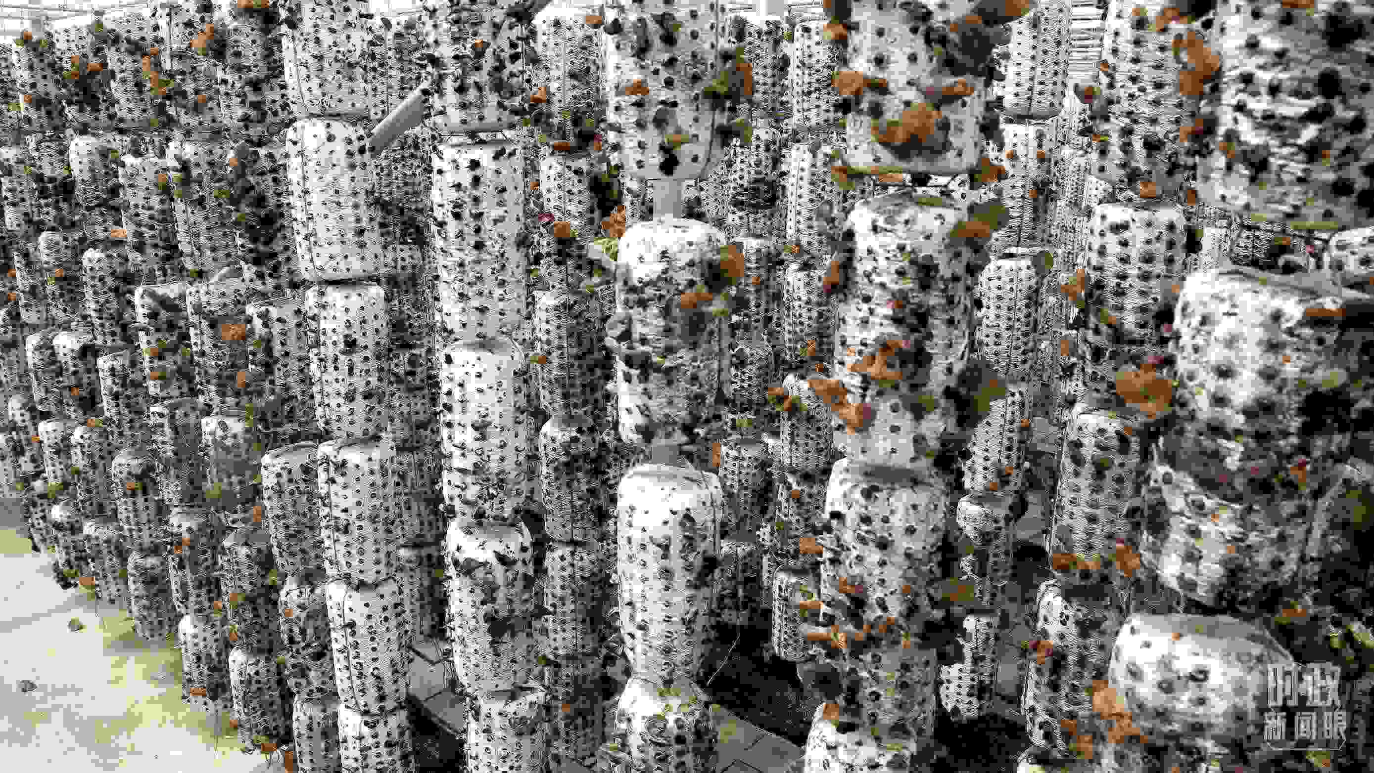 △金米村的小木耳、大產(chǎn)業(yè)。（圖／視覺(jué)中國(guó)）