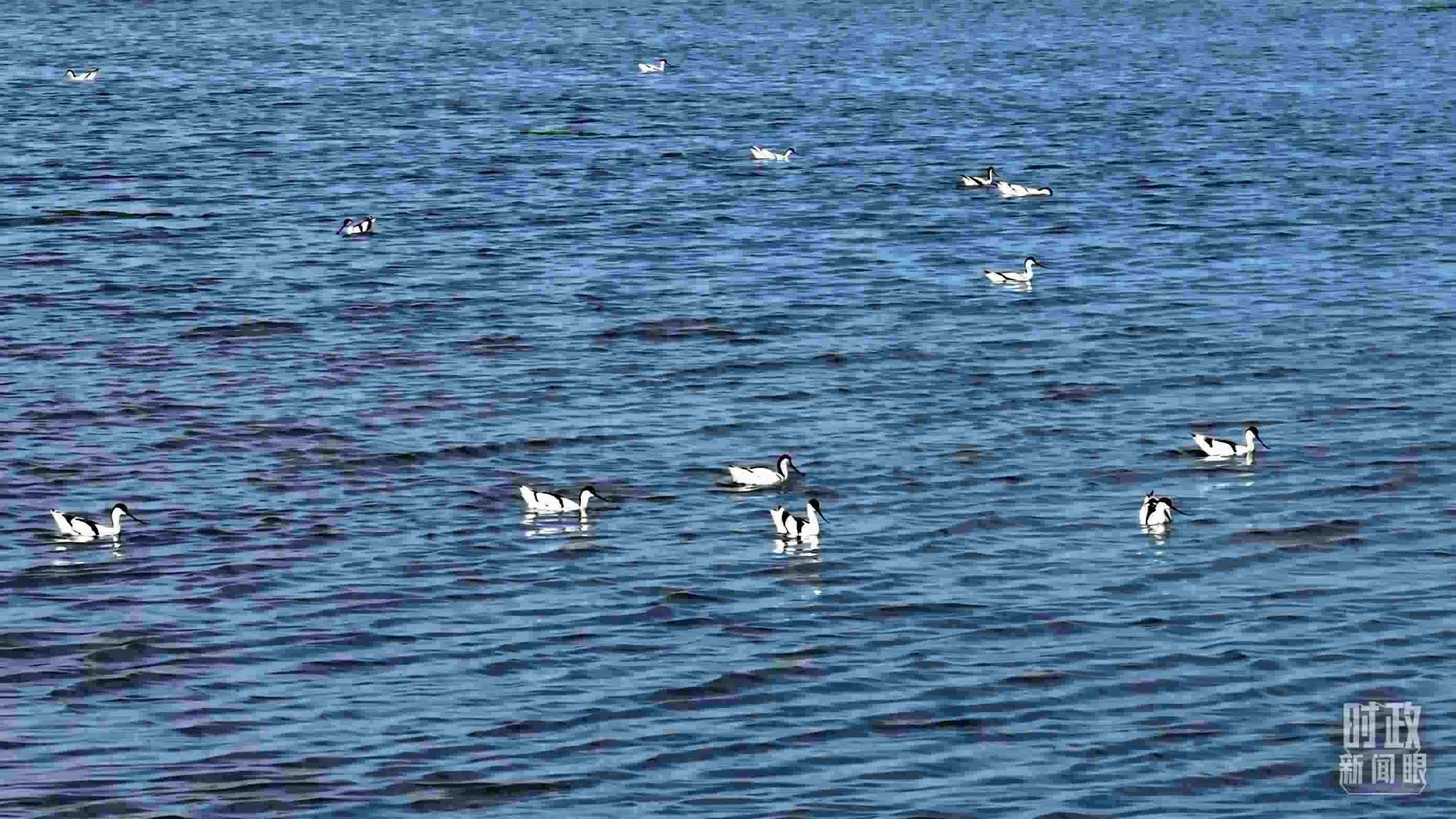 △鹽湖棲息的鳥(niǎo)類。（總臺(tái)記者裴大偉、康曉宇拍攝）