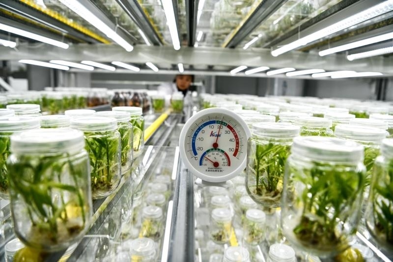 工作人員在貴陽市開陽縣南江蔬菜良種繁育中心的組培中心查看姜苗生長情況（2023年5月23日攝）。新華社記者 楊文斌 攝