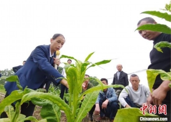 “鄉(xiāng)村學(xué)堂”田間現(xiàn)場教學(xué)。(資料圖) 唐濤華 攝