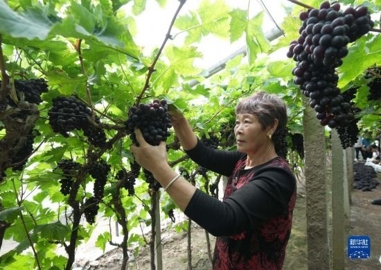 5月26日，唐山市海港經(jīng)濟(jì)開發(fā)區(qū)王灘鎮(zhèn)趙灘村農(nóng)民在大棚內(nèi)采摘葡萄。