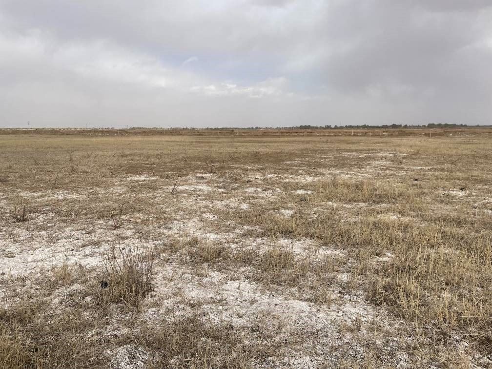 撂荒后的部分地塊已現(xiàn)鹽堿。 人民網(wǎng)記者 楊喬攝