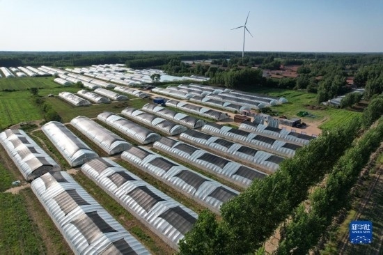 這是6月21日在山東省樂陵市西段鄉(xiāng)岔河村拍攝的東亞飛蝗養(yǎng)殖基地（無人機照片）。新華社記者 范長國 攝