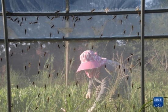6月21日，山東省樂陵市西段鄉(xiāng)岔河村東亞飛蝗養(yǎng)殖基地的螞蚱養(yǎng)殖戶在割草。新華社記者 范長國 攝