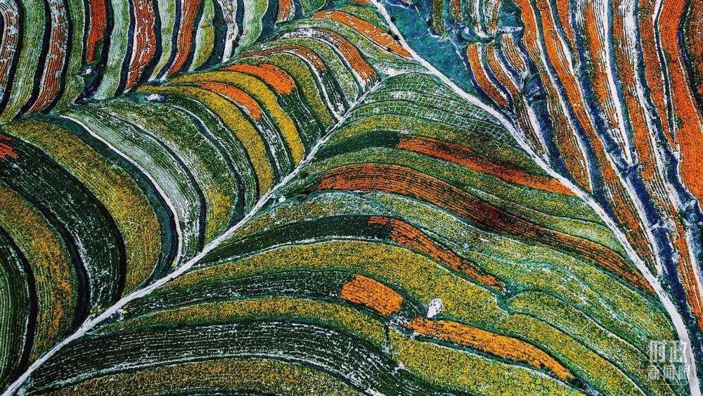 寧夏彭陽縣。萬壽菊與格桑花盛開在錯(cuò)落的山間梯田上。（總臺(tái)國廣記者李晉拍攝）