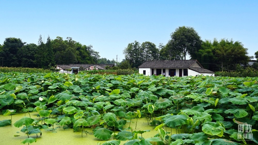四川眉山，永豐村荷塘。2022年6月，習(xí)近平曾到此調(diào)研鄉(xiāng)村振興情況。（總臺(tái)央廣記者潘毅拍攝）
