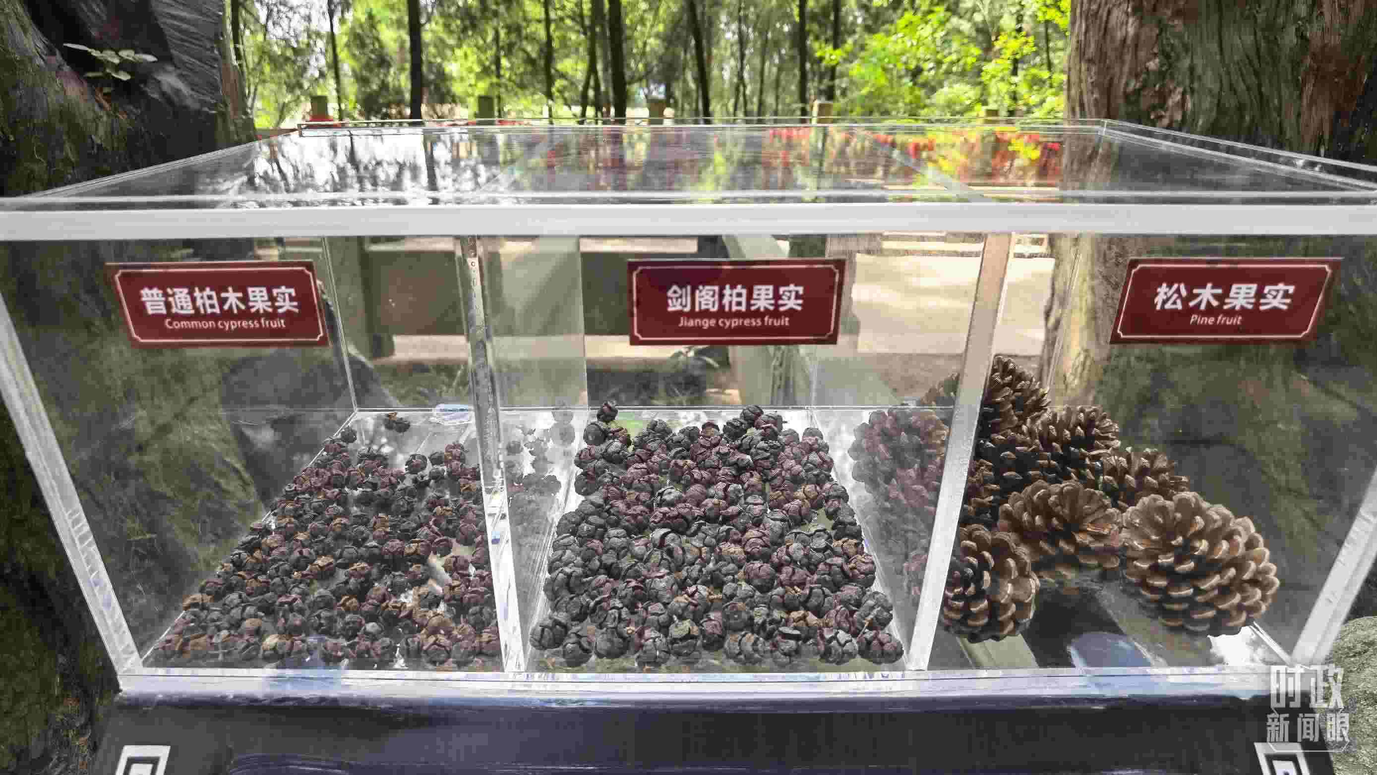 △翠云廊古蜀道，現(xiàn)場陳列的柏木和松木果實(shí)。（總臺央視記者石丞拍攝）