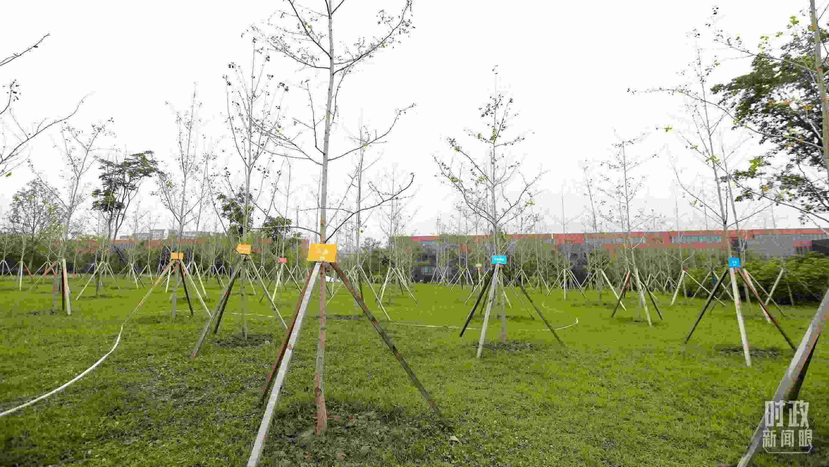 成都大運(yùn)村內(nèi)專門種植了友誼林，各國代表團(tuán)都可認(rèn)領(lǐng)。