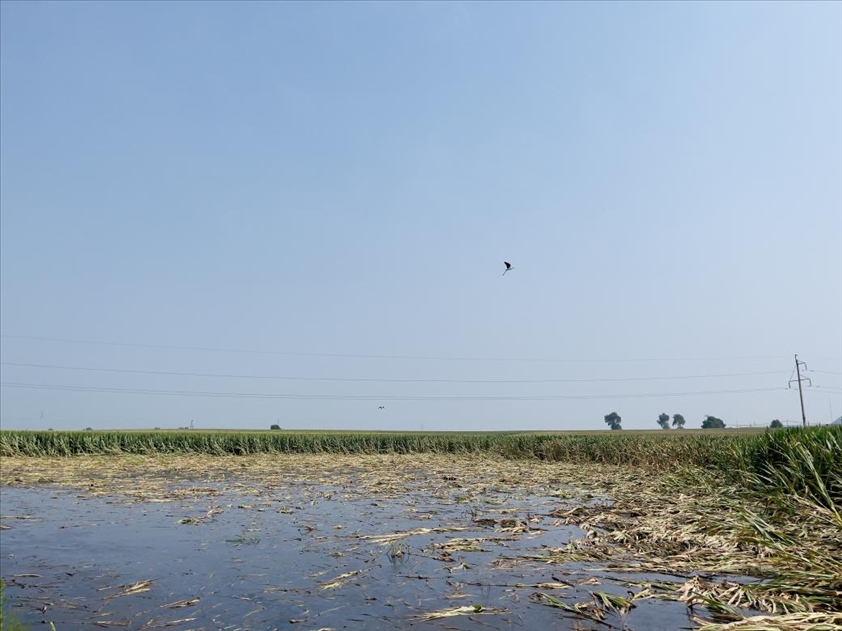 積水嚴(yán)重區(qū)域有鳥兒來覓食(中國(guó)之聲記者江曉晨 攝)