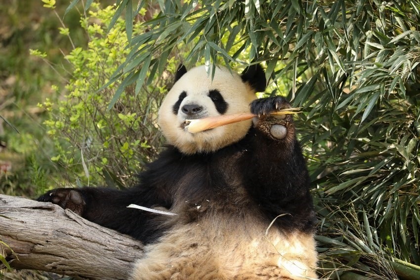 大熊貓“芝麻”。成都大熊貓繁育研究基地供圖