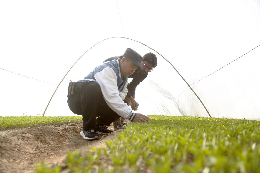 巴基斯坦旁遮普省木爾坦的中巴辣椒訂單種植項(xiàng)目辣椒育苗大棚內(nèi)，中國農(nóng)業(yè)專家?guī)ьI(lǐng)巴基斯坦技術(shù)員查看辣椒秧苗生長情況。