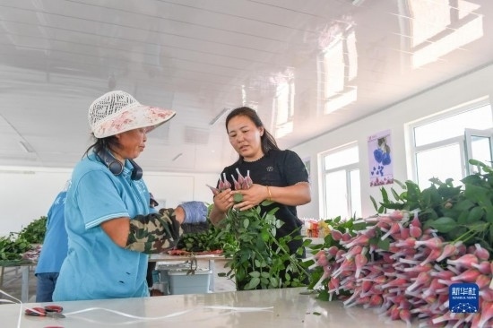 8月17日，吉林省德惠市朱城子鎮(zhèn)沿河村程雪家庭農(nóng)場的負(fù)責(zé)人楊雪（右）指導(dǎo)農(nóng)民修剪玫瑰花。新華社記者 張楠 攝