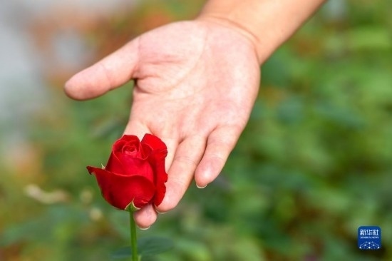 8月17日，吉林省德惠市朱城子鎮(zhèn)沿河村程雪家庭農(nóng)場的負(fù)責(zé)人楊雪在查看玫瑰花長勢。新華社記者 張楠 攝