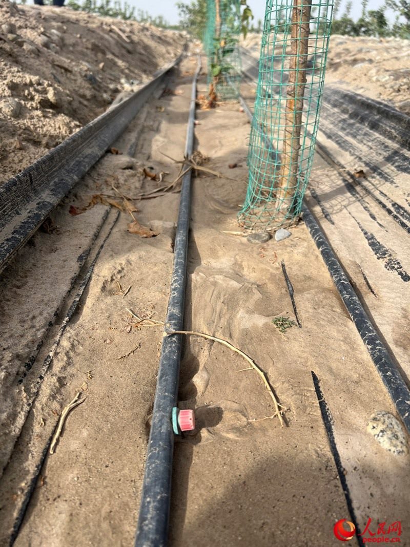 水肥一體化滴灌技術(shù)，可極大節(jié)約用水量。人民網(wǎng)記者 常雪梅攝