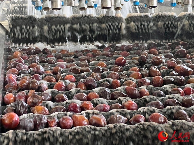 清洗西梅。人民網(wǎng)記者 常雪梅攝