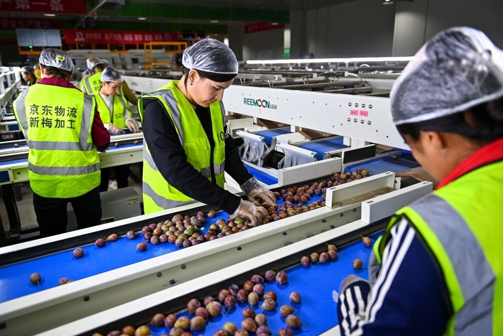 在新疆伽師縣粵伽新梅產(chǎn)業(yè)園內(nèi)的京東物流新疆智能供應鏈中心，員工在智能分揀線檢查分選好的新梅（2023年8月30日攝）。新華社記者 丁磊 攝
