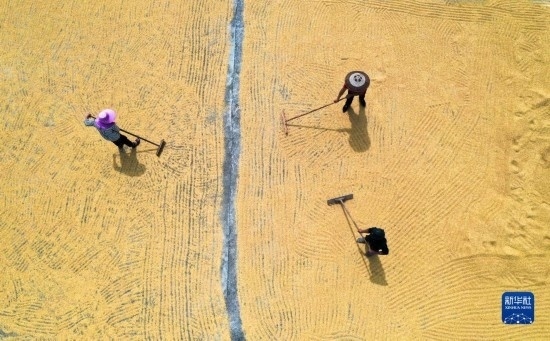 9月16日，湖南省郴州市桂陽縣流峰鎮(zhèn)農(nóng)民在晾曬稻谷（無人機照片）。