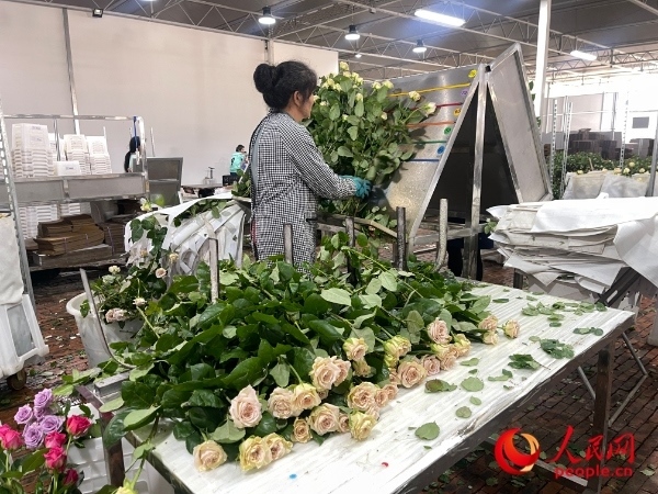 車間工人在整理花束。人民網(wǎng) 周靜圓攝
