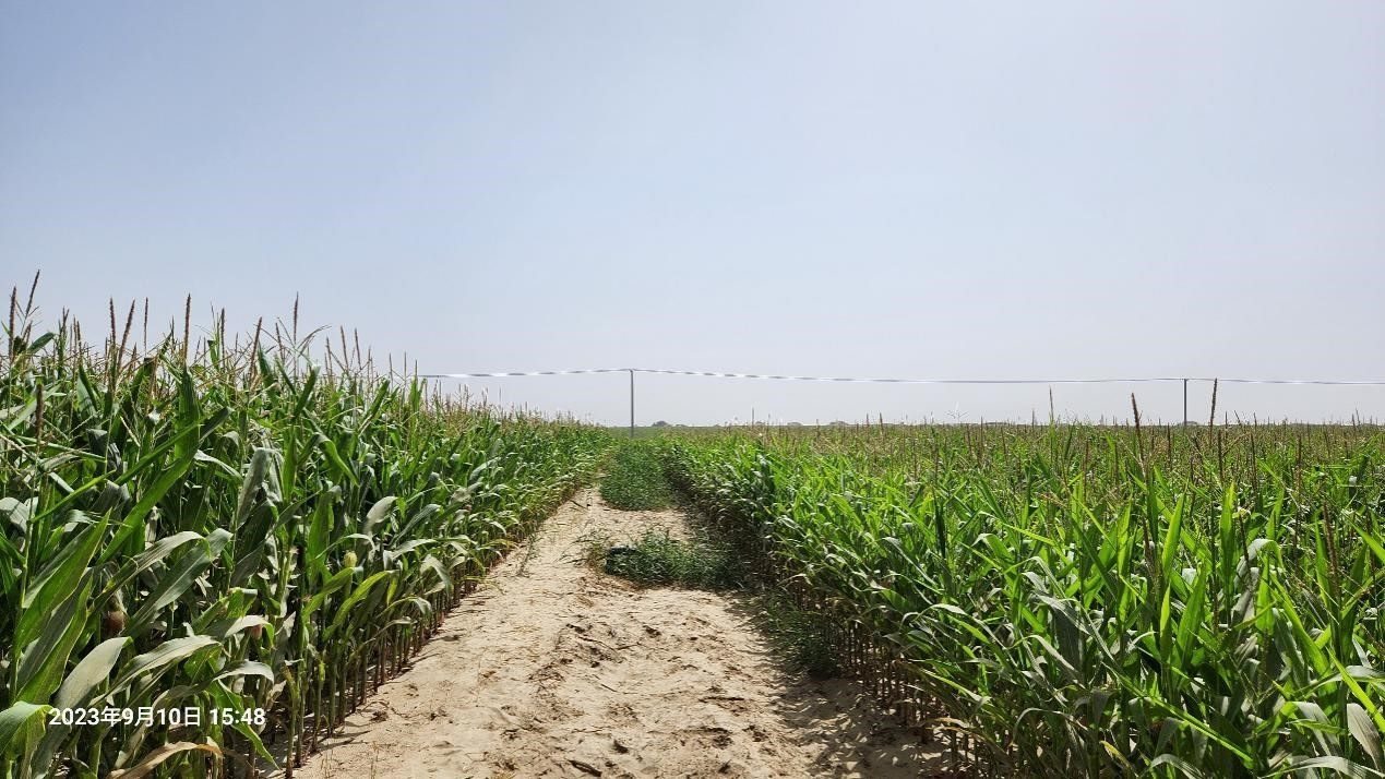 玉米改良40天后對(duì)比（左邊為改良組，右邊為對(duì)照組）。胡樹(shù)文團(tuán)隊(duì)供圖