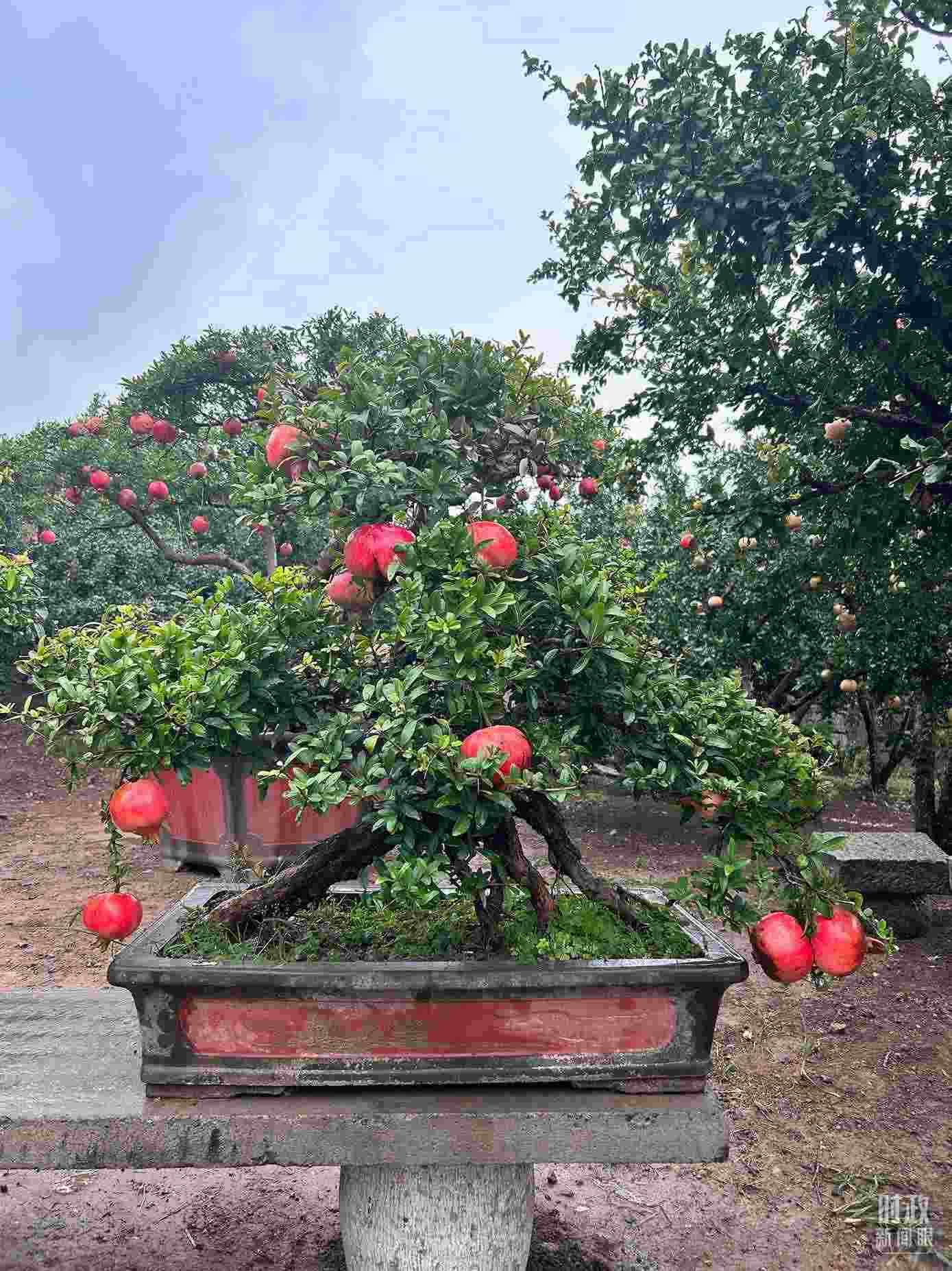 △冠世榴園內(nèi)的石榴盆栽。（總臺央視記者黎兵拍攝）