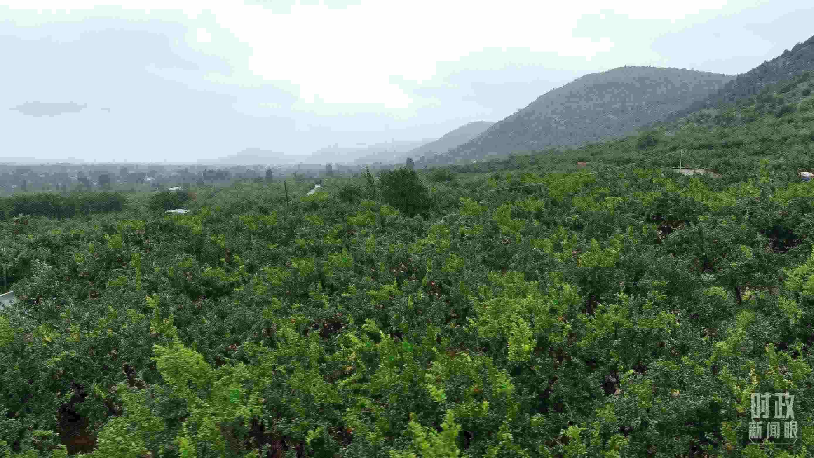 △山東棗莊冠世榴園。（總臺記者韓森、張鵬拍攝）