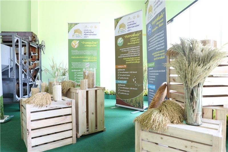 圖為泰國農(nóng)業(yè)與合作社部培育的優(yōu)質(zhì)稻種。泰國商務(wù)部供圖