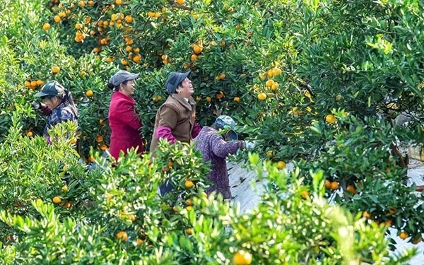 農(nóng)戶在果園中采摘果實(shí)。湖南省石門(mén)縣融媒體中心 唐亞翔攝