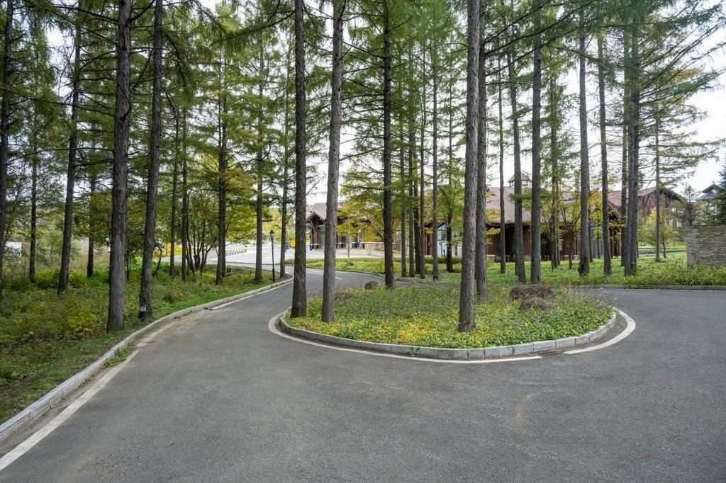 園區(qū)里“路讓樹”成為行為準(zhǔn)則。王哲攝