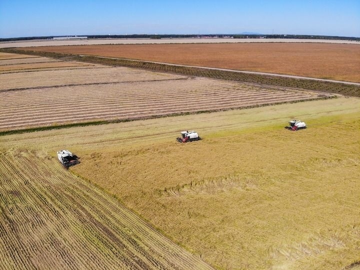 這是在位于黑龍江雙鴨山市友誼縣的北大荒農(nóng)業(yè)股份有限公司友誼分公司一地塊拍攝的水稻收獲現(xiàn)場(chǎng)（2023年9月21日攝，無(wú)人機(jī)照片）。新華社記者 王松 攝