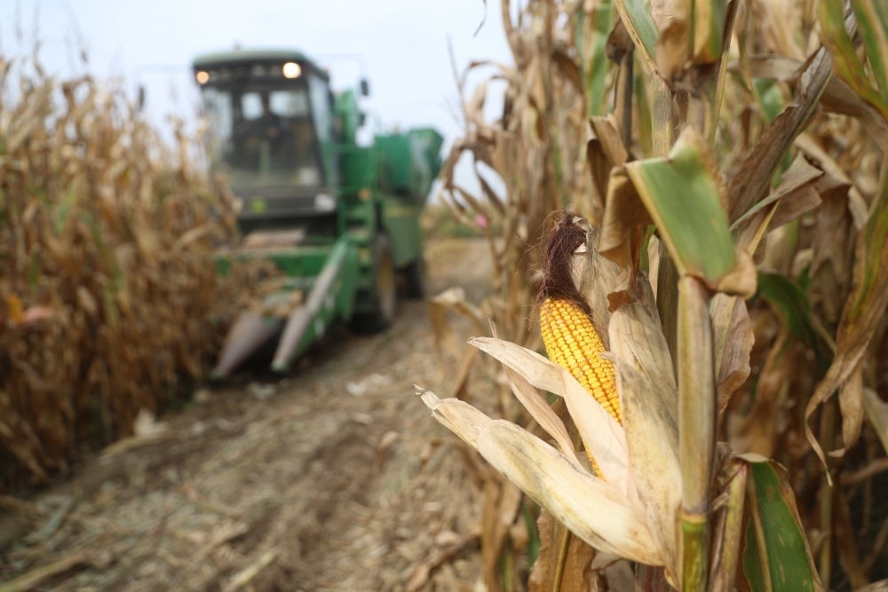 在遼寧省鐵嶺縣蔡牛鎮(zhèn)玉米田里，農(nóng)民駕駛農(nóng)機(jī)收割玉米（2023年9月26日攝）。新華社記者 楊青 攝