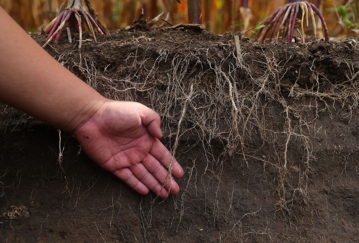 在遼寧省鐵嶺縣蔡牛鎮(zhèn)，張莊玉米合作社的農(nóng)民向外地農(nóng)民介紹黑土地保護(hù)和玉米秸稈還田情況（2023年9月26日攝）。新華社記者 楊青 攝