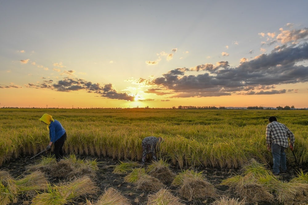 農(nóng)民在吉林省吉林市永吉縣萬(wàn)昌鎮(zhèn)花家村收割水稻（2023年9月12日攝）。新華社記者 張楠 攝