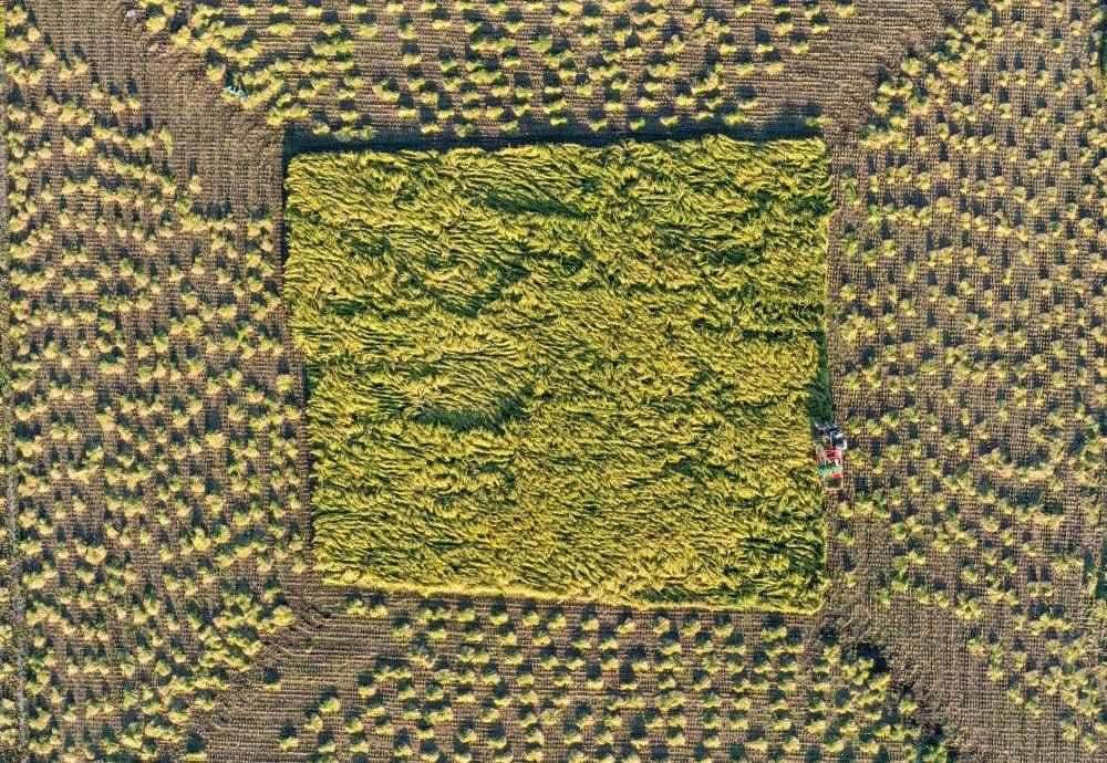 在吉林省舒蘭市平安鎮(zhèn)金星村，農(nóng)民駕駛農(nóng)機(jī)收割水稻（2023年9月21日攝，無(wú)人機(jī)照片）。新華社記者 張楠 攝