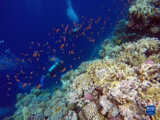  10月2日，人們在埃及西奈半島達哈布藍洞內(nèi)的珊瑚旁深潛。新華社記者 隋先凱 攝