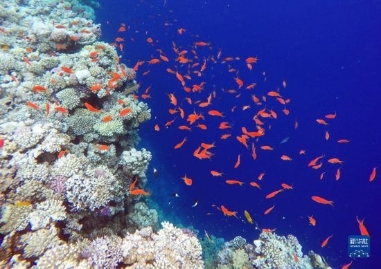  這是10月2日在埃及西奈半島達哈布藍洞內(nèi)拍攝的珊瑚和魚類。新華社記者 隋先凱 攝